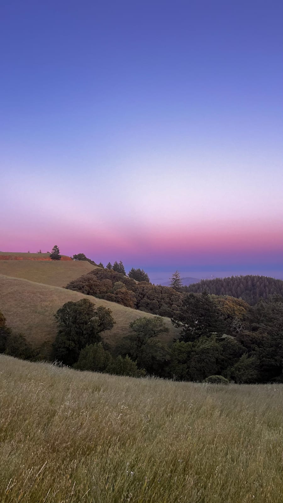 Dry golden grassland and a dark tree line on Mount Tamalpais at dusk.